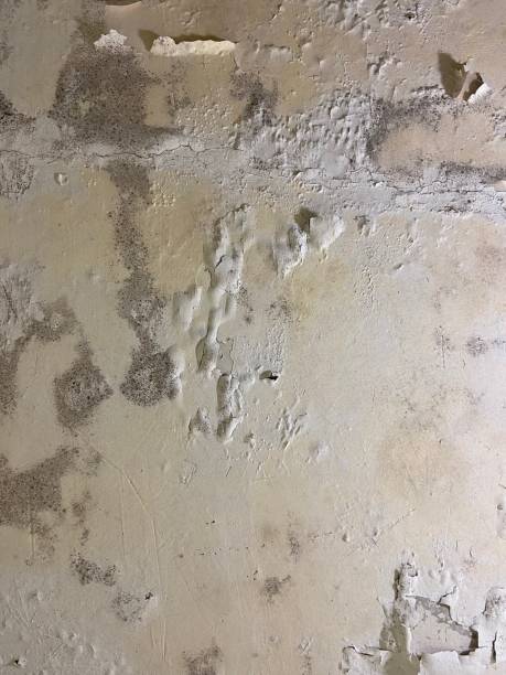 Best Fast Mold Removal  in Bayard, NM
