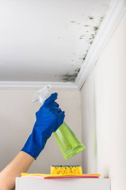 Best Certified Mold Removal  in Bayard, NM